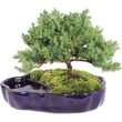 [Amazon] Brussel's Bonsai Brussel's Green Mound Juniper Bonsai in Zen Reflections Pot, SMALL $25.19