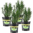 [Amazon] Bonnie Plants  로즈마리 허브식물 4팩 14.65