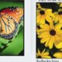 FREE Butterfly and Bee Pollinators Flower Seed Packets